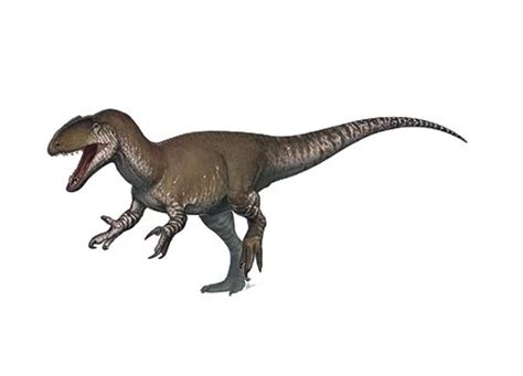 Sinraptor | Description, Size, Fossil, Diet, & Facts