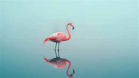 Flamingo Wallpaper (Ocean, Pink bird) #14997 - Page 0