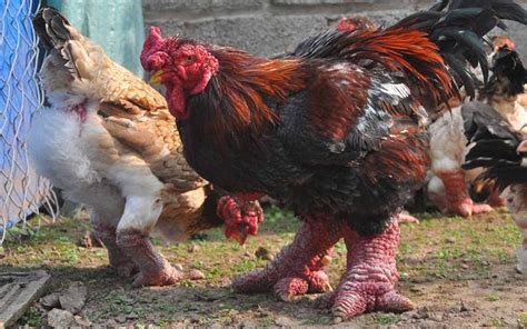 10 of the Most Rare Chicken Breeds