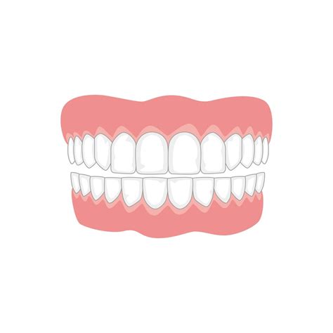 The Different Types of Teeth – Summit Dental Health