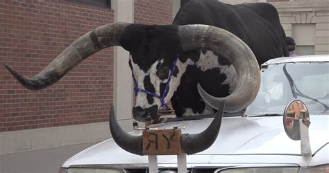 Man pulled over for driving with massive bull named Howdy Doody riding shotgun in Nebraska