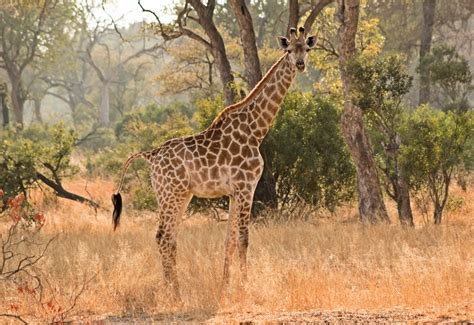 Best Places to See Giraffe in Africa | Giraffe Safari | Go2Africa