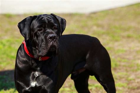 Mastador: Mastiff Labrador Retriever Mix & Gentle Giants