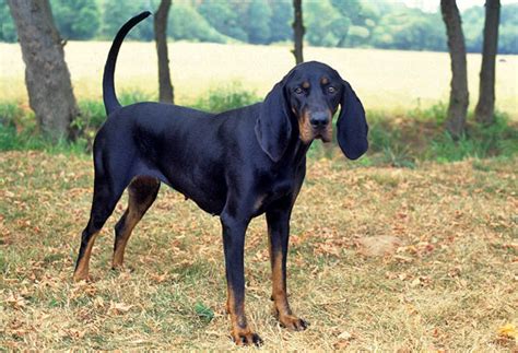 The Black and Tan Coonhound - Are You Curious?