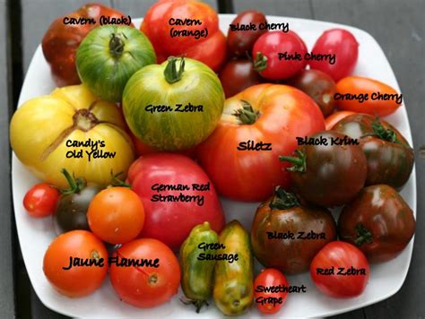 Heirloom Tomatoes - Garden Therapy