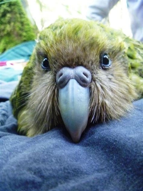 This is Kuia, she is a beautiful Kakapo parrot, the heaviest, only flightless and nocturnal ...