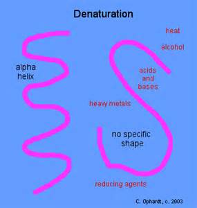 Denaturation Protein