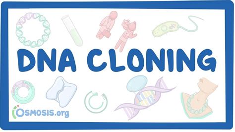 DNA cloning: Video, Causes, & Meaning | Osmosis