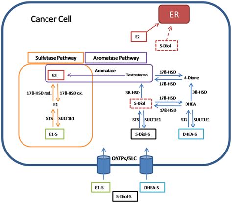 Frontiers | Estrogen Biosynthesis and Action in Ovarian Cancer ...