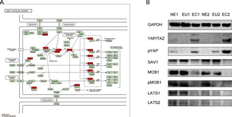 Dysregulation of Hippo signaling pathway in EC. (A) Schematic diagram... | Download Scientific ...