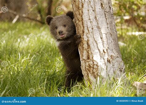 Grizzly Bear Cubs Playing