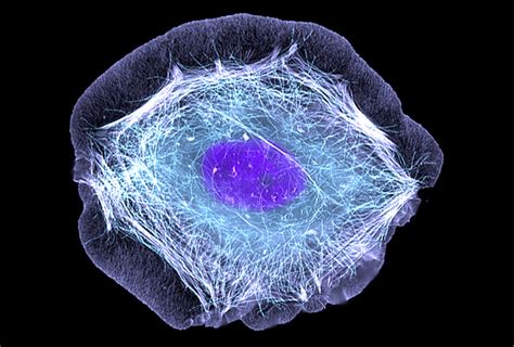 Cell Motility: Cell Press