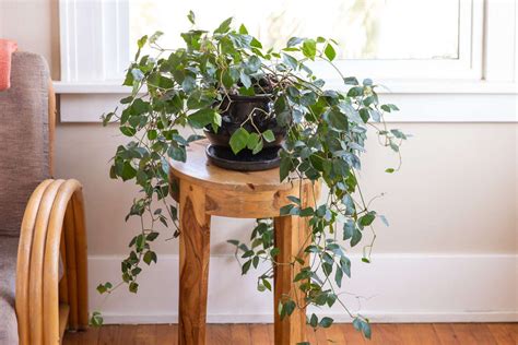 Best Hanging Plants as an Indoor Plant - Urban Plants - Urban Plants™