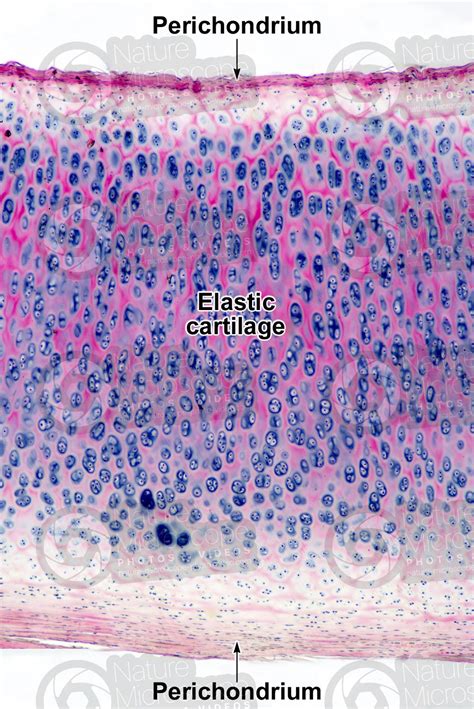 Elastic Cartilage Under Microscope