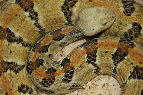 Timber rattlesnake - Wikipedia
