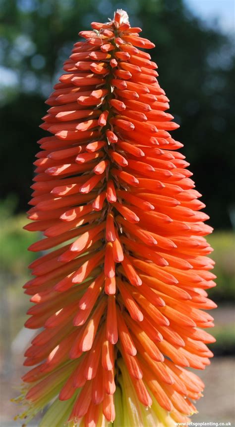 Red Garden Plants Uk - Thuem Garden Plant