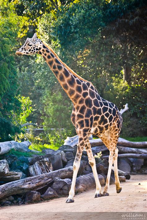 Auckland Zoo Safari Nights - Queenstown Wedding Photographer & Wanaka ...