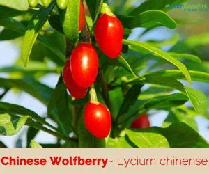 Chinese wolfberry facts and health benefits