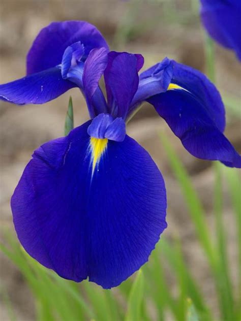 Iris Maize N Blue | Bluestone Perennials