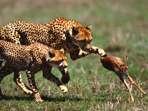 Life in the Wild: The Speed of the Cheetah