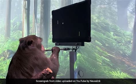 Elon Musk's Neuralink Reveals Monkey Playing Video Game With Its Mind