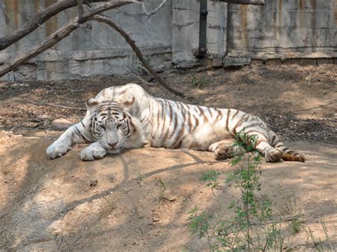 Panthera tigris / Tiger in Badaling Wildlife Park