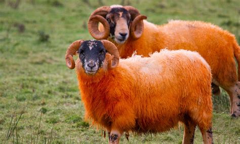 Ewe've been tangoed! Farmer dyes his sheep orange in desperate bid to thwart thieves stealing ...