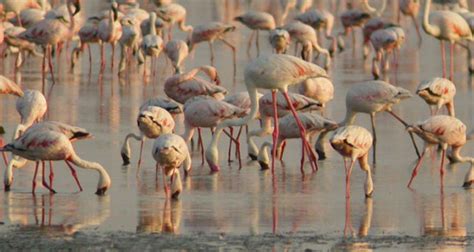 Rann of Kutch wildlife sanctuary Ahmedabad (Entry Fee, Timings, Safari ...