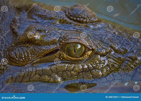 Crocodile in the Nile River Stock Image - Image of egypt, life: 28872031