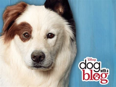 Dog With a Blog Games | Disney Games UK