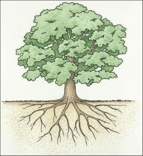 Fig Tree Root System Diagram