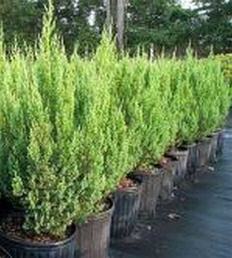 Juniperus squamata