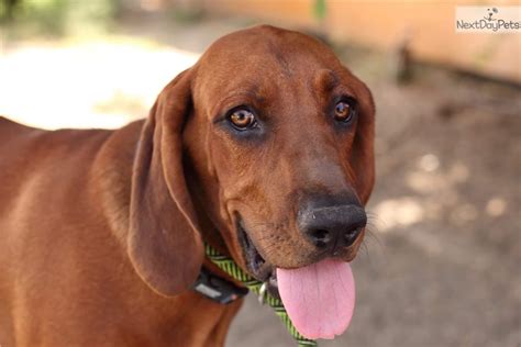 Redbone Coonhound puppy for sale near Bakersfield, California. | 672ba771-5891