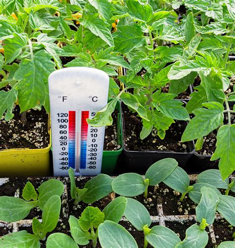 Soil Temperature and Day Length for germination – West Coast Seeds