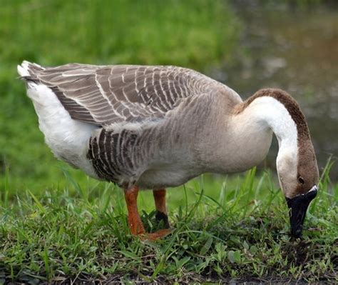 African Geese - Baby Waterfowl for Sale | Cackle Hatchery