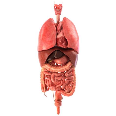 Human internal organs | Human body organs, Human organ, Human organ diagram