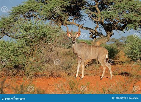 Kudu Antelope in Natural Habitat Stock Photo - Image of wild, south ...