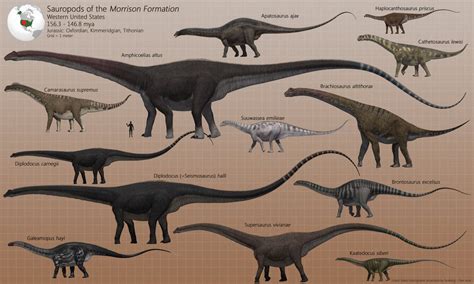 Sauropods of the Morrison Formation | Dinosaur, Dinosaur pictures ...