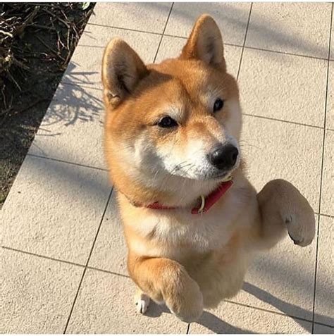 14 Amazing Pictures Of Shiba Inu That Are Just Too Cute | Shiba inu, Shiba, Smiling dogs