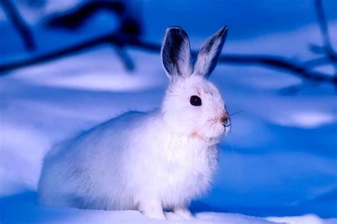 27 Arctic Hare Adaptations and Survival Facts & Factors - Mammal Age