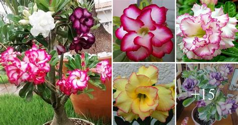 Desert Rose Propagation Starting Adenium Grow Seeds Or Cuttings - Ajans ...