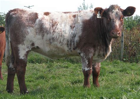 Shorthorn Cattle | Oklahoma State University