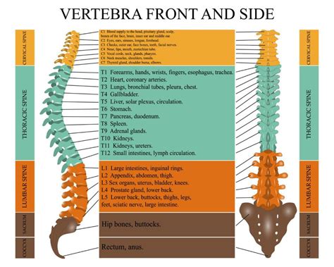 Spinal Cord Injury Levels And Function Chart