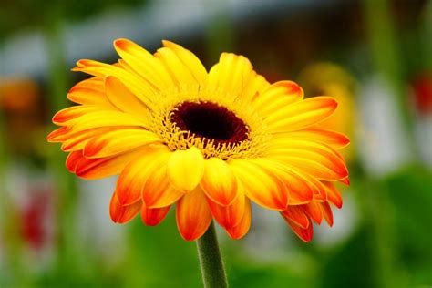 Yellow gerbera daisy 1 by a6-k Gerber Daisies, Gerbera Daisy, Bird Tree, Types Of Flowers ...