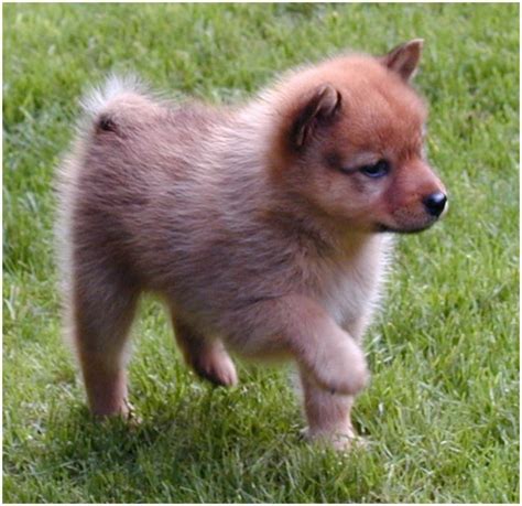 Finnish Spitz - Puppies, Breeders, Temperament, Facts, Pictures, Price ...