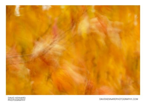 Blurred leaves abstract (XX) · David Kennard Photography