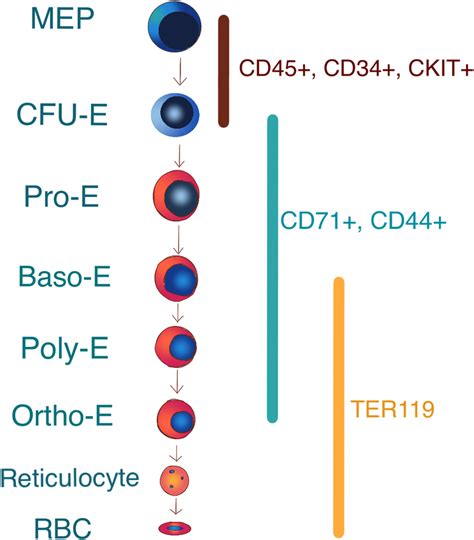 Cellular markers for staging of erythroid cells. Representative cell ...