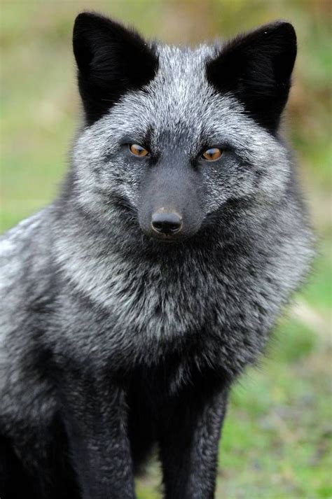 silver fox | Động vật, Animal kingdom, Mèo