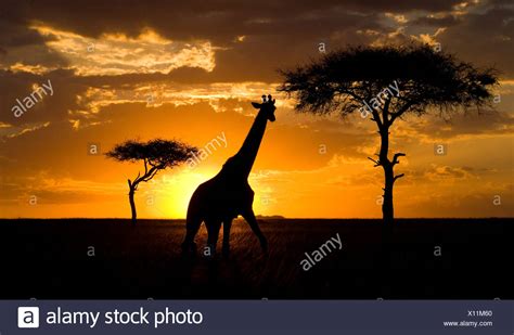 Giraffes Africa Sunset High Resolution Stock Photography and Images - Alamy