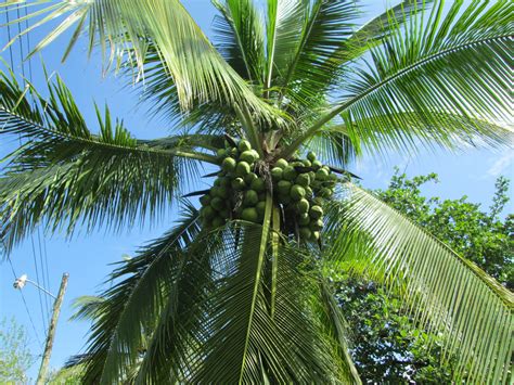 Nuts for coconuts, the amazing ways of consuming this exotic fruit – BitsOfMyMind